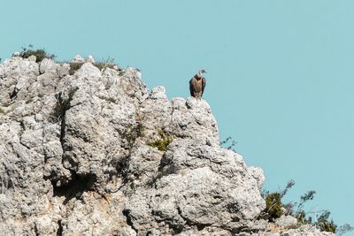 Low angle view of young woman standing on rock against clear sky