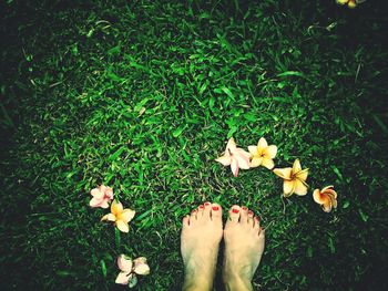 Low section of person standing on grassy field