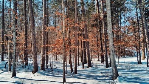 Frozen trees in forest during winter