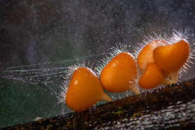 Close-up of orange berries on plant during winter