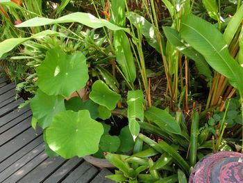 Close-up of fresh green plants