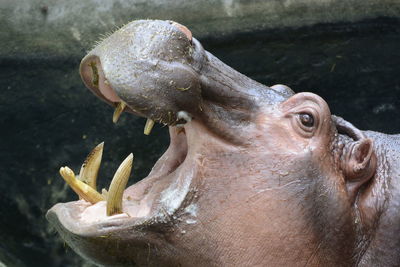 Side view of hippopotamus with mouth open