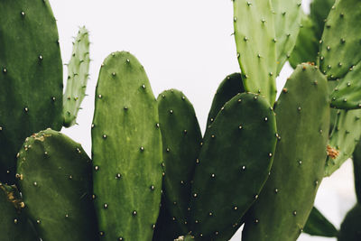 Close-up of water drops on cactus plant