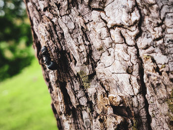 Close-up of insect on tree trunk