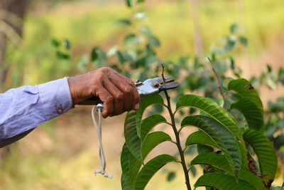 A farmer or man pruning or cutting dry branch of sweet apple plant with cutter , gardening concept