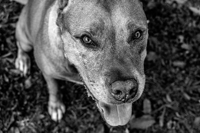 High angle portrait of dog