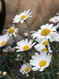 Close-up of white daisy flowers