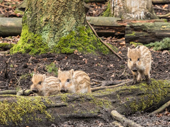 Close-up of sheep on tree trunk