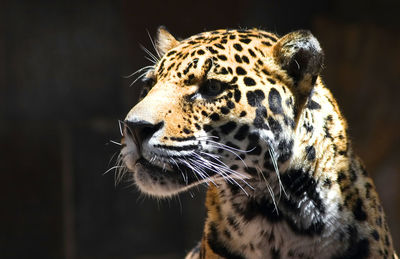 Close-up portrait of tiger