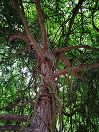 Low angle view of tree roots in forest