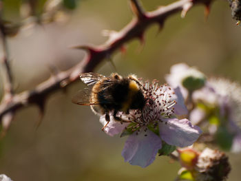 Close-up of bee on flower