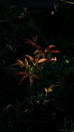 Close-up of plants at night