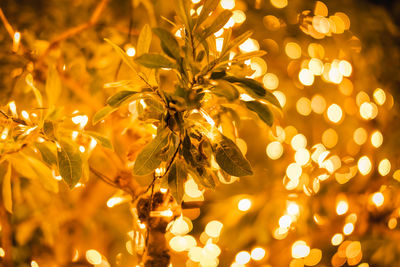 Close-up of illuminated christmas lights