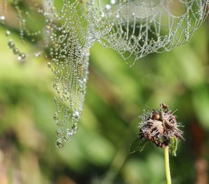 Close-up of spider on web