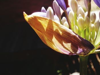 Close-up of flower against blurred background