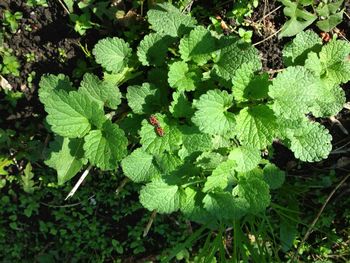 Close-up of fresh green plants