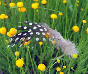 Close-up of butterfly on yellow flower