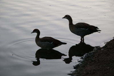 High angle view of ducks swimming in lake