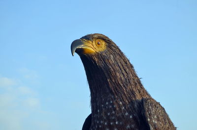 Close-up of a bird against clear blue sky