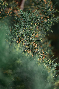 Close-up of pine tree on field