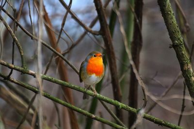 Close-up of bird perching on branch