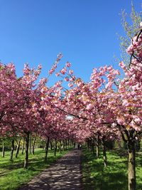 Low angle view of cherry blossoms in spring against sky