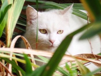 Close-up portrait of cat