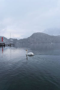 Swans swimming in lake