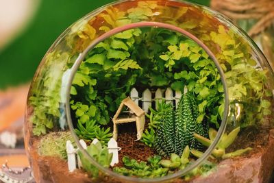 Close-up of green leaves in glass jar on table