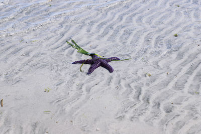 High angle view of crab on beach