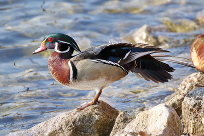 Close-up of duck on rock