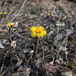 Close-up of yellow flower blooming on field