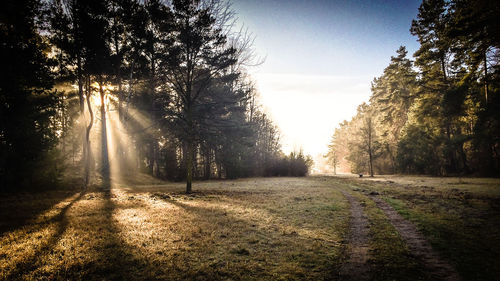 Sun shining through trees