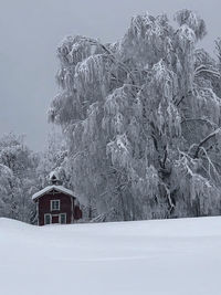 Snow covered land and trees by building