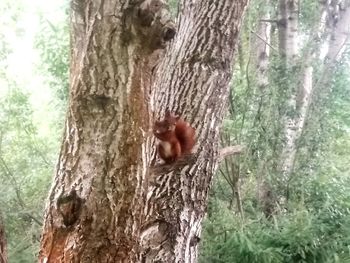 Close-up of squirrel on tree trunk
