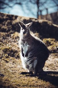 Cat sitting on a field