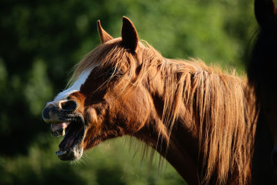 Close-up of horse standing outdoors