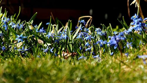 Close-up of flowers growing in field