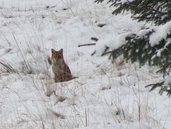 Cat in field