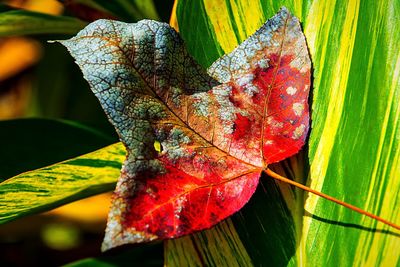 Close-up of maple leaves