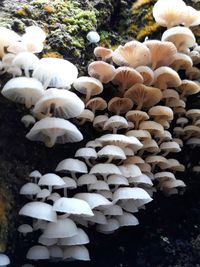 Close-up of white mushrooms