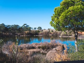 Scenic view of lake against clear blue sky