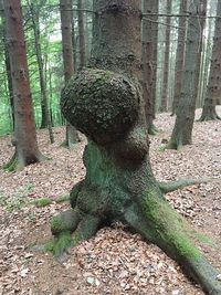 Moss growing on tree trunk in forest