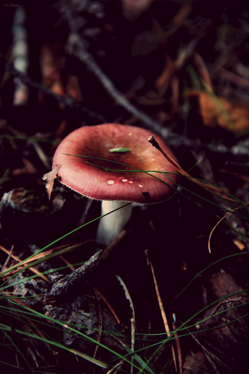mushroom, fungus, close-up, toadstool, freshness, edible mushroom, growth, forest, food and drink, focus on foreground, nature, selective focus, grass, leaf, plant, field, vegetable, outdoors, day, no people