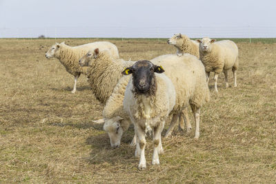 Sheep standing in a field