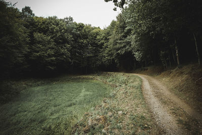 Dirt road amidst trees and plants in forest