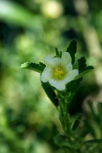 Close-up of white flowers blooming outdoors