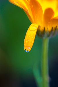 Close-up of yellow flower