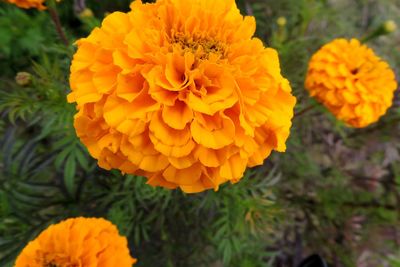 Close-up of orange marigold flower