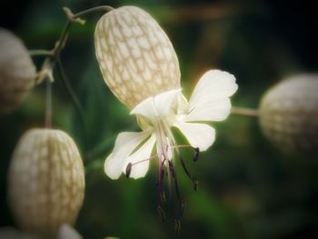 Close-up of white flowering plant